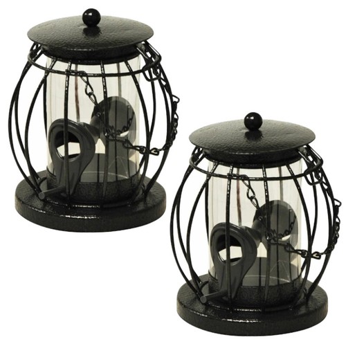 Wild garden bird - x,