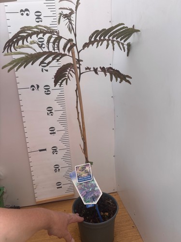 Albizia julibrissin summer - albizia,