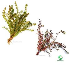 Rotala Rotundifolia & Rotala Indica ¦ Live Aquarium Aquascape Plants Fish Tank