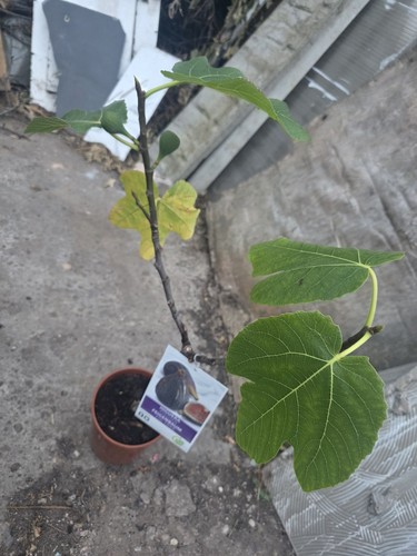 Turkey black fig - black,
