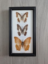 Framed Butterfly Taxidermy -