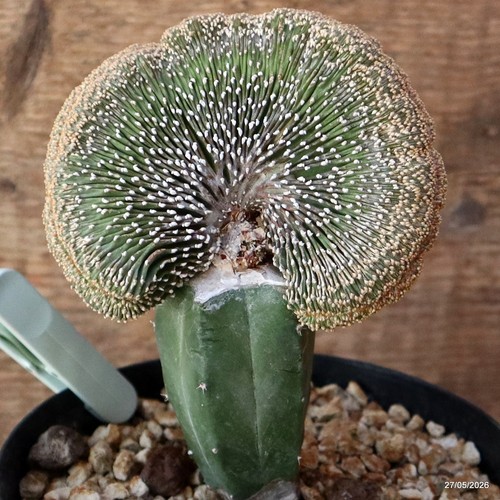 D4137 geohintonia mexicana - d4137,