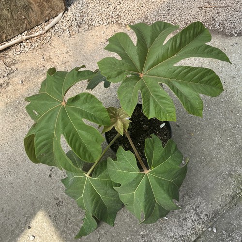 Tetrapanax papyrifera rex - tetrapanax, 'rex'-