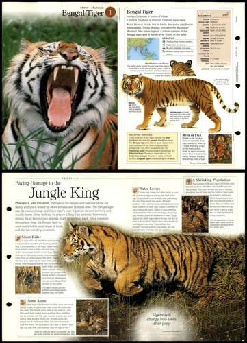 Bengal tiger mammals - tiger,