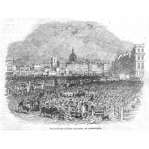 London smithfield cattle - london,