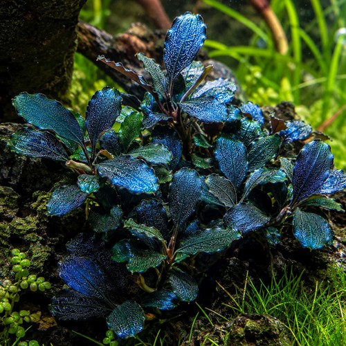 Bucephalandra sordidula blue - sordidula,