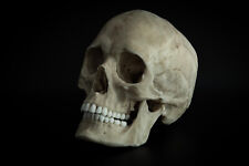 Human female Skull -life sized