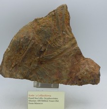 Fossil Crinoid Sea Lilly  Scyphocrinites Silurian Morocco 2.2 kg +Display  Stand