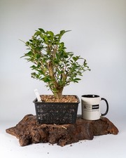 Old Shohin Privet Bonsai Tree