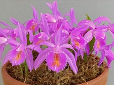 Pleione Ueli Wackernagel 'Regal' (1 bulb) - Lot UWR1