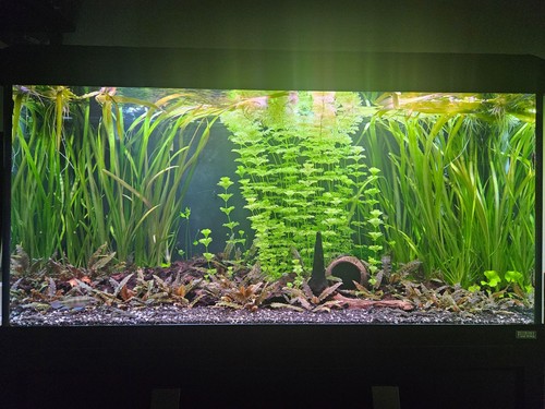 Fluval roma 200 litre fish - 200,