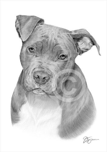 American pit bull terrier - pit, dog