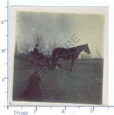 OLD PHOTOGRAPH HORSE 4 WHEELED CARRIAGE VINTAGE C1910 BROUGHAM BREAK BUGGY