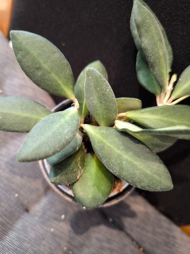 Hoya aff burtoniae rooted - hoya, sp