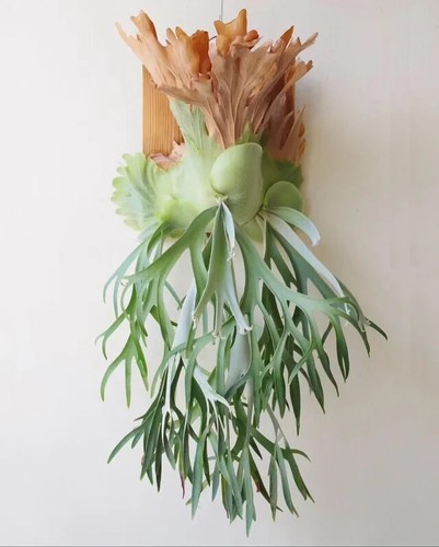 Platycerium willinckii - platycerium,