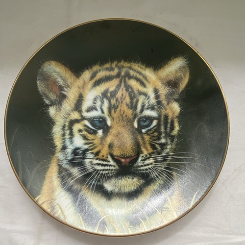 Tiger cub gua from - from, cubs
