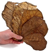 Catappa Terminalia Natural