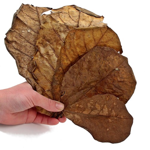 Catappa terminalia natural - catappa,