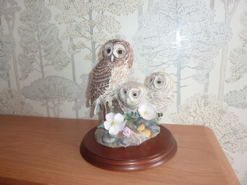 Border fine arts tawny owl - border,