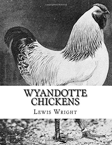 Wyandotte chickens from the - wyandotte,