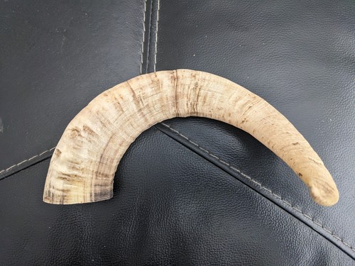 Rams horn for - horn, making