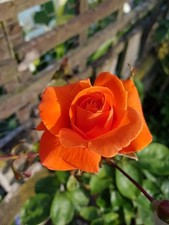 ALEXANDER - 4 Ltr Potted