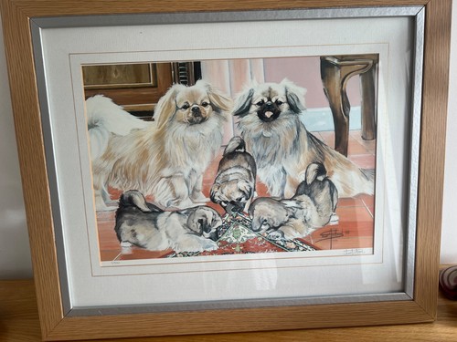 Tibetan spaniel personally - tibetan,