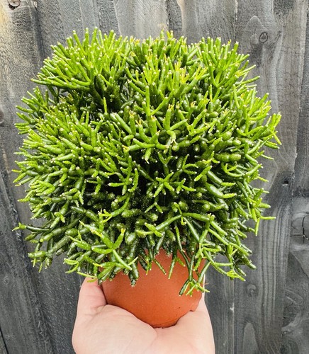New rhipsalis trailing jungle - rhipsalis,,