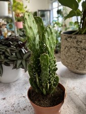 Opuntia Monacantha 'Variegata' Cactus Plant I 14cm Pot Garden Plant