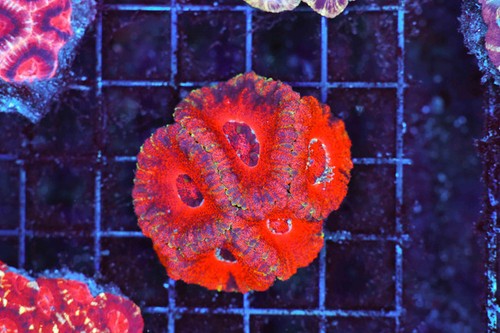 Midas rage asian acan - rage,