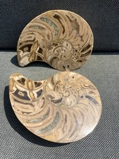 Polished nautilus pair display - nautilus,