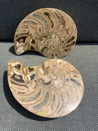 Polished nautilus pair display - nautilus,