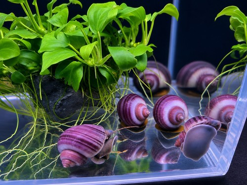 Purple high quality bred - high-quality, us