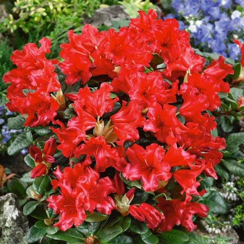 Rhododendron scarlet - x,