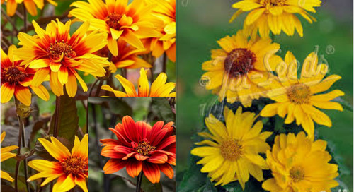 Heliopsis mixed hybrids - 6,