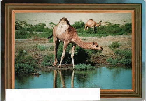Postcard gulf memories kuwait - postcard,