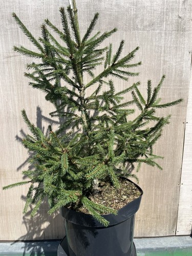 Norway spruce red man - red,