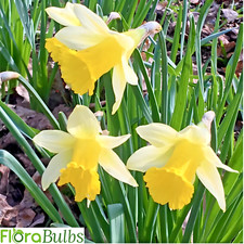 50 WILD DAFFODIL BULBS | Lobularis Lent Lily |Quality Narcissus spring flowering