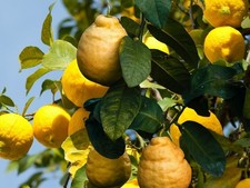 1x "Eureka Lemon" Tree Fruit