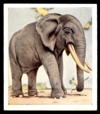 Godfrey Phillips Animal Studies 1936 - Elephant No. 14