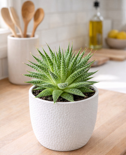Aloe aristata an indoor - aristata,