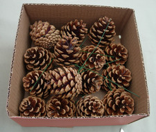 15 PINE/FIR CONES-6cms CLEAN