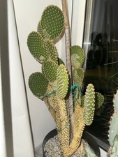 Cactus cutting bunny ear - bunny,