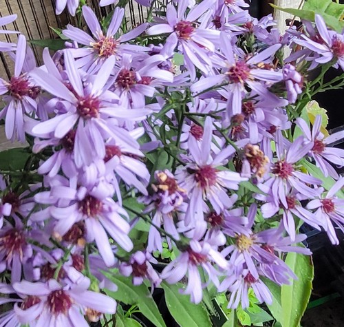 Symphyotrichum little carlow - symphyotrichum,