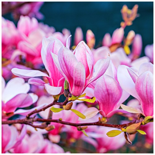 Stunning magnolia heaven - magnolia, 'heaven