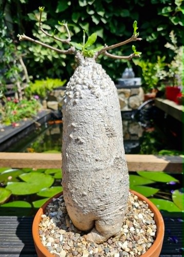 Very large fockea edulis - fockea,