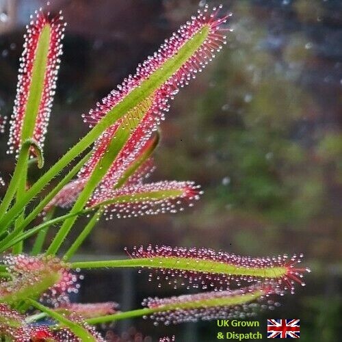 Sundew carnivourous seeds - carnivourous,,