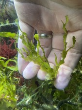 Halimeda Cactus , Algae Refugium, Marine, Seahorse Tanks, Nutrient Export!