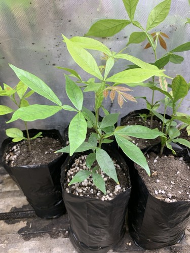 Rare exotic inga edulis ice - rare,