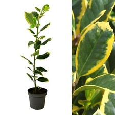 Ilex altaclerensis 'Golden